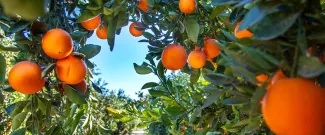 A grove of orange trees.